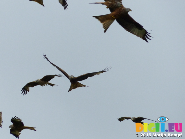 FZ015468 Red kites (Milvus milvus)